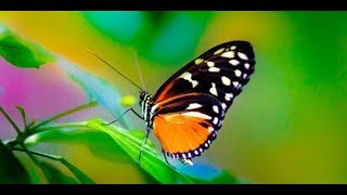 Найчарівніші Метелики в світі - неймовірне Відео