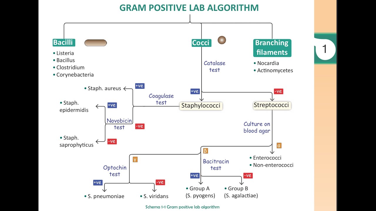 Gram positive Algorithm - YouTube