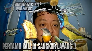 Pertama kali burung SOGON di SANGKAR LAYANG !!
