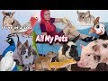 All My Pets 2018 | Happy Tails Zoo