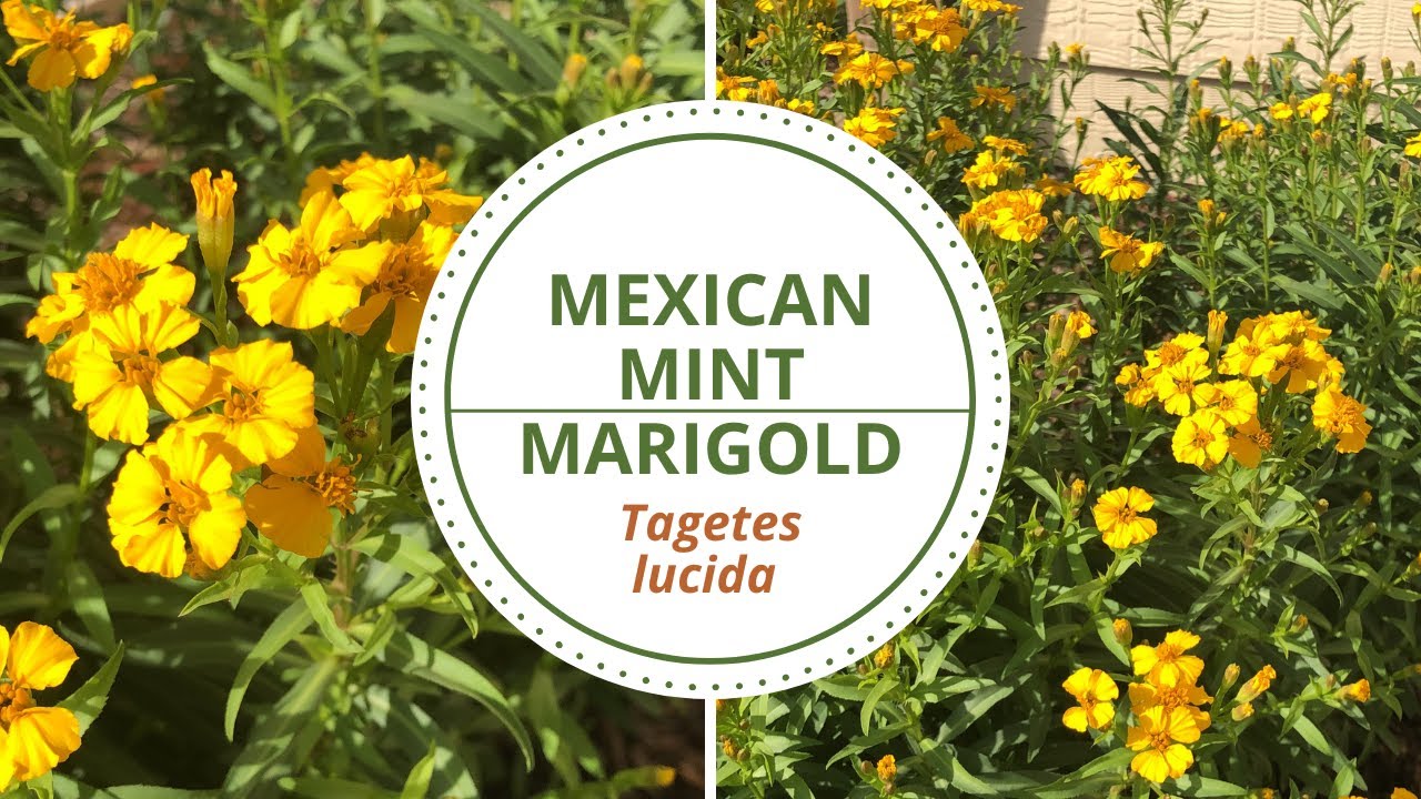 Mexican Mint Marigold Tagetes lucida YouTube