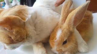 Amming And Bunny Cat And Rabbit