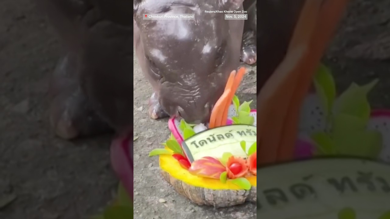 Zookeepers in Thailand found a way to ask MooDeng who she thinks will win the U.S. election.