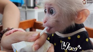 Baby Monkey SUGAR Improvement in Using Straw to Drink