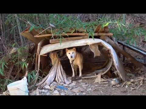 전통 고택인근에서 보초 근무서는  귀엽고  예쁜 진돗개 .A cute and pretty Jindo dog sentry near a traditional house...Jeonju