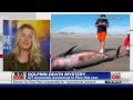 Nearly 900 Dead Dolphins washed ashore on the Beaches of Peru (Apr 23, 2012)