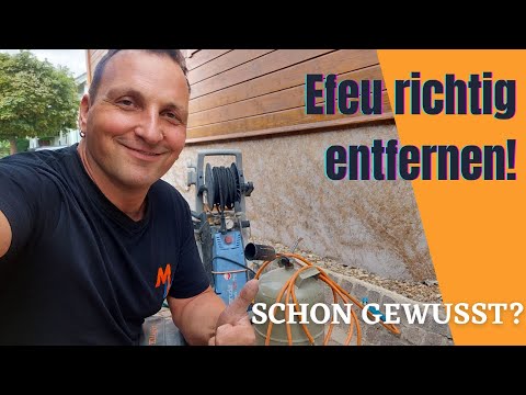 Video: Efeuschäden an Bäumen - So entfernen Sie englischen Efeu von Bäumen