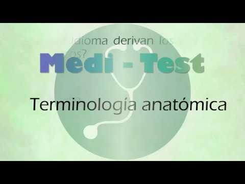 Terminología anatómica