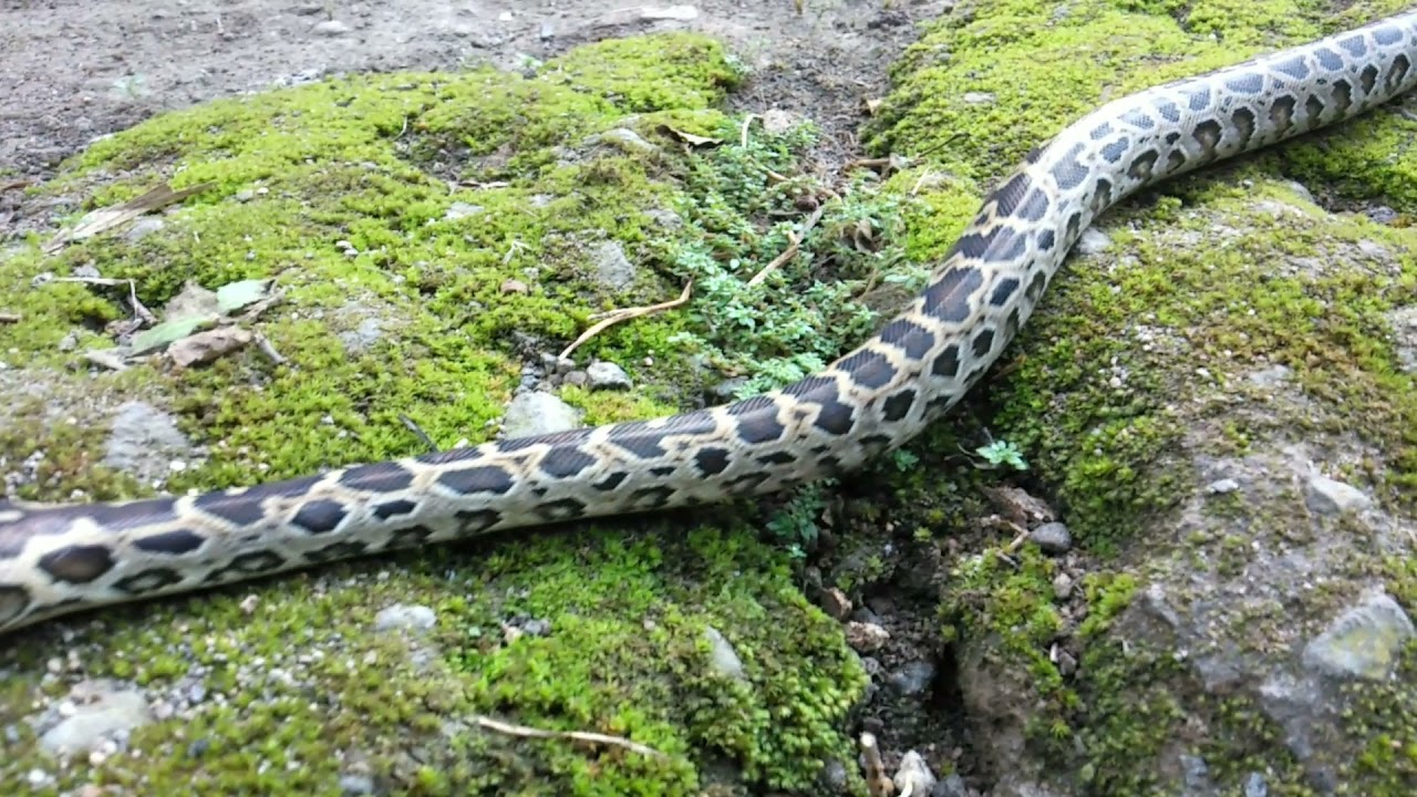 Beauty of a Python Bivittatus Progschai ( The dwarf Burmese python )