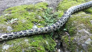 Beauty of a Python Bivittatus Progschai ( The dwarf Burmese python )