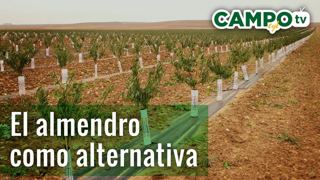 El almendro como alternativa | Directo al Campo