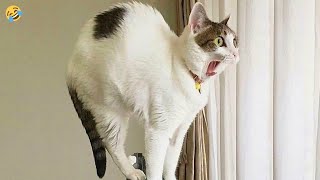 FUNNY CATS and DOGS 🐱🐶 BIRDS vs KITTENS 😊 Funniest Animals Videos 2024 by Morgan 1,999 views 1 day ago 10 minutes, 10 seconds