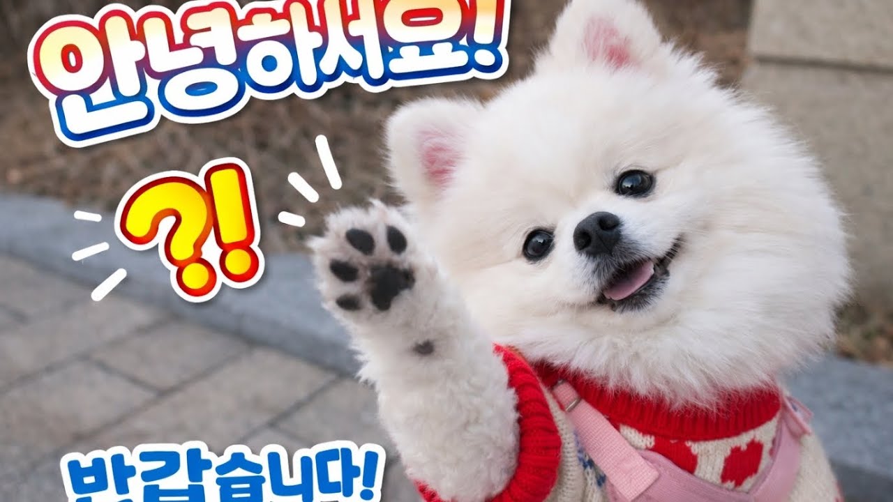 “엄마랑 아빠 마중 나온 달콤이 🐶💛”