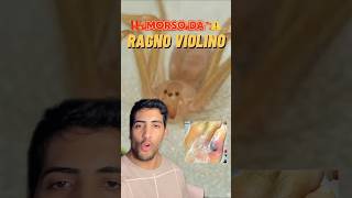 Sono stato MORSO dal RAGNO VIOLINO😰 #shorts #ragnoviolino #paura #fyp