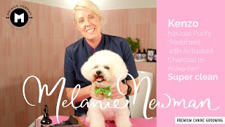 How to groom a dog with a thick coat. by Melanie Newman Salon Essentials 6,342 views 3 months ago 41 minutes