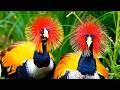 Birdsong 🌿 Peaceful Nature Sounds for Relaxation, Meditation & Stress Relief (4K)