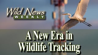 Motus System Allows for Crowdsourced Research and Tracking of Endangered Wildlife: Wild News Weekly