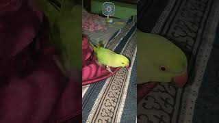 #parrot #mithukibatain #nonstoptalkingparrot #talkinganimal #talkingbird #talkingparot #talkingpet