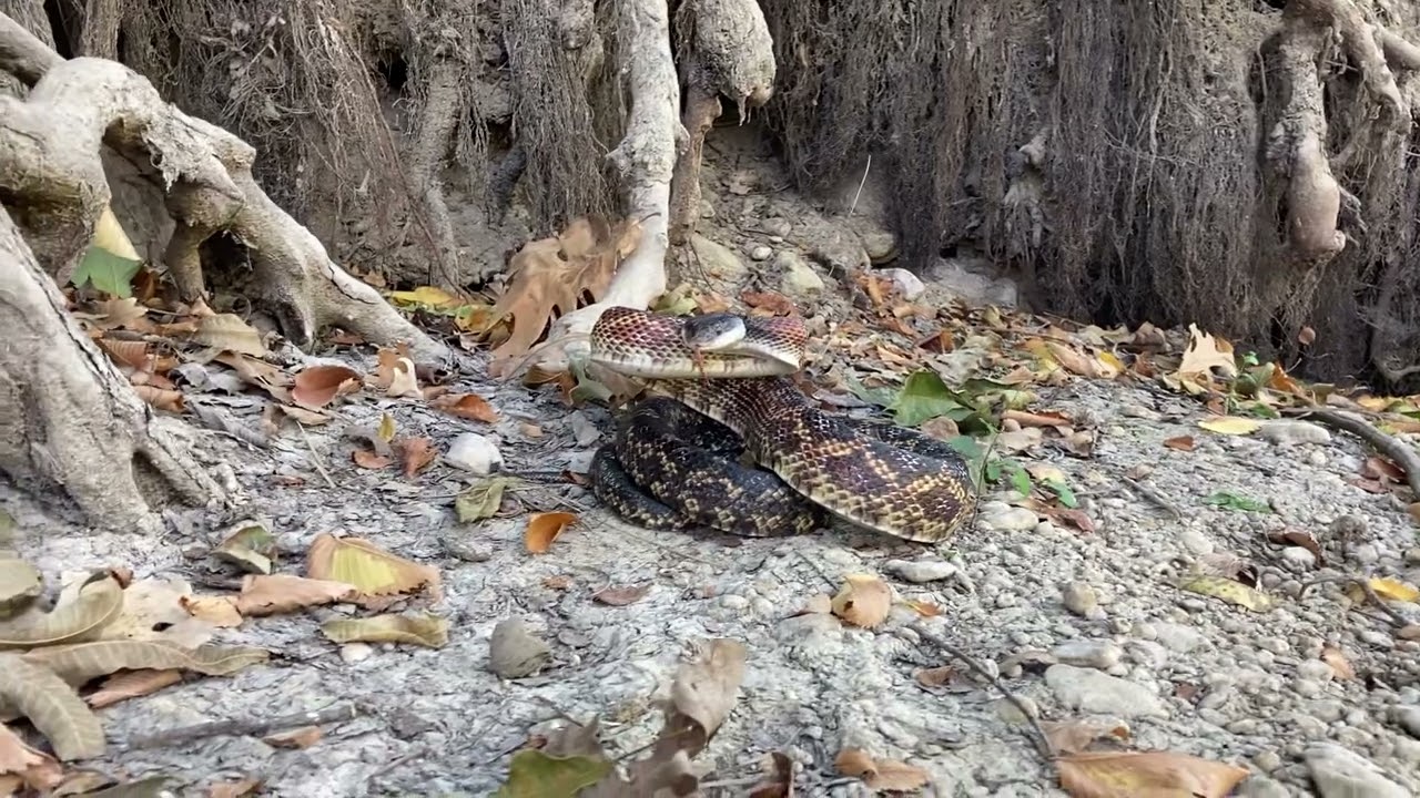 Texas rat snake (Pantherophis obsoletus lindheimeri)