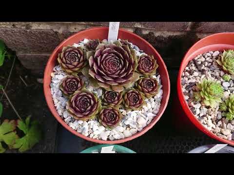 just a few of my sempervivums