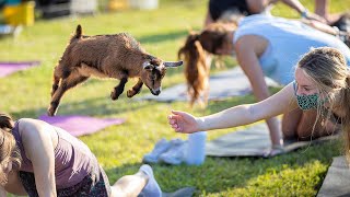 Goat Yoga with LSU UREC