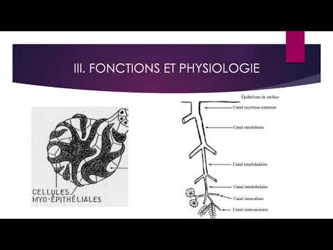 La Glande Submandibulaire