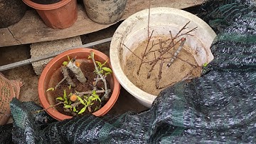 Giâm cành đào mới nhất