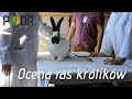 Ocena ras królików