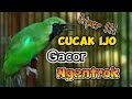 Ngentrok!!! Pancingan emosi cucak ijo sebelum burung di gantangan #cucakijo