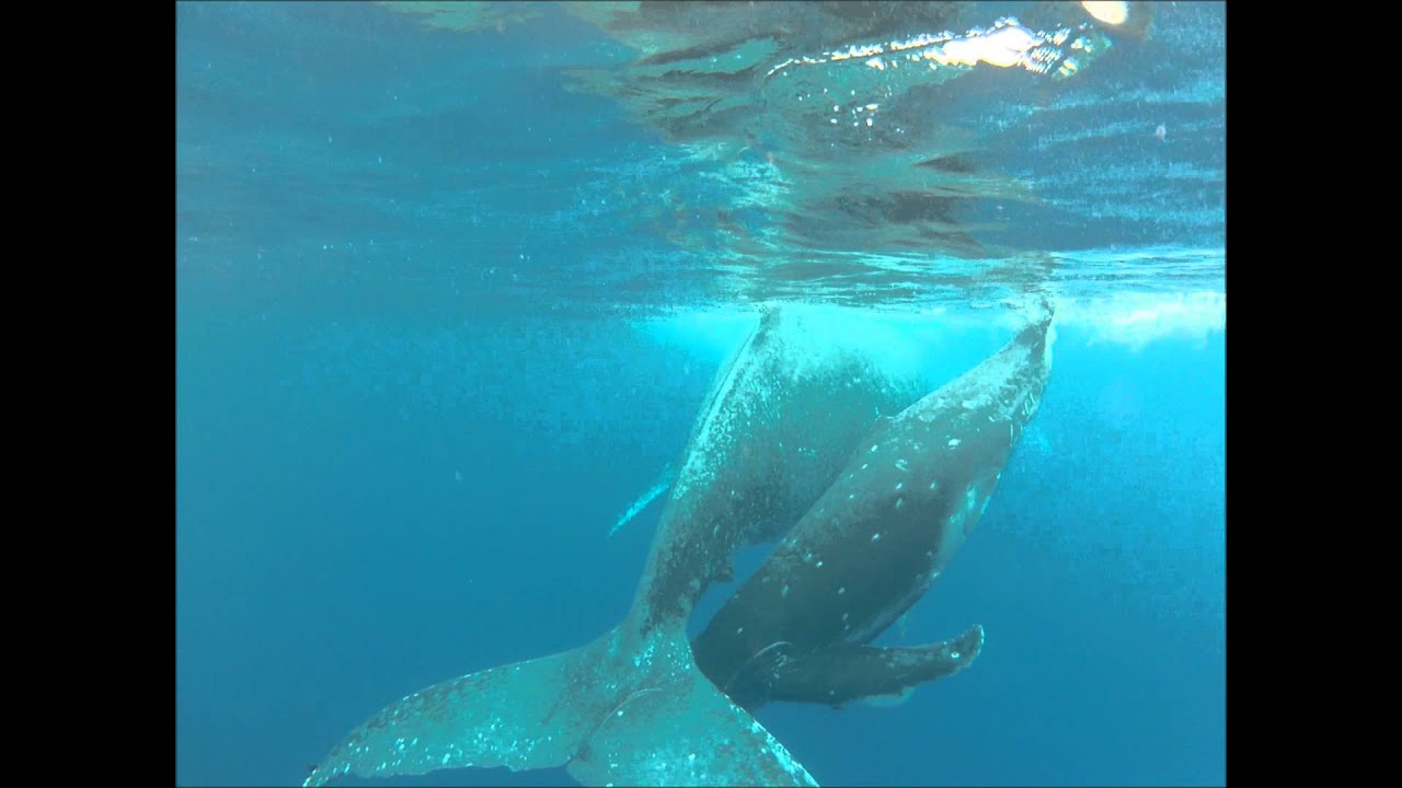 座間味島 撮影旅行 13 03 12 親子 クジラ の 動画 Youtube