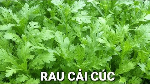 RAU TẦN Ô(RAU CẢI CÚC)  bổ dưỡng ,cực tốt cho sức khỏe