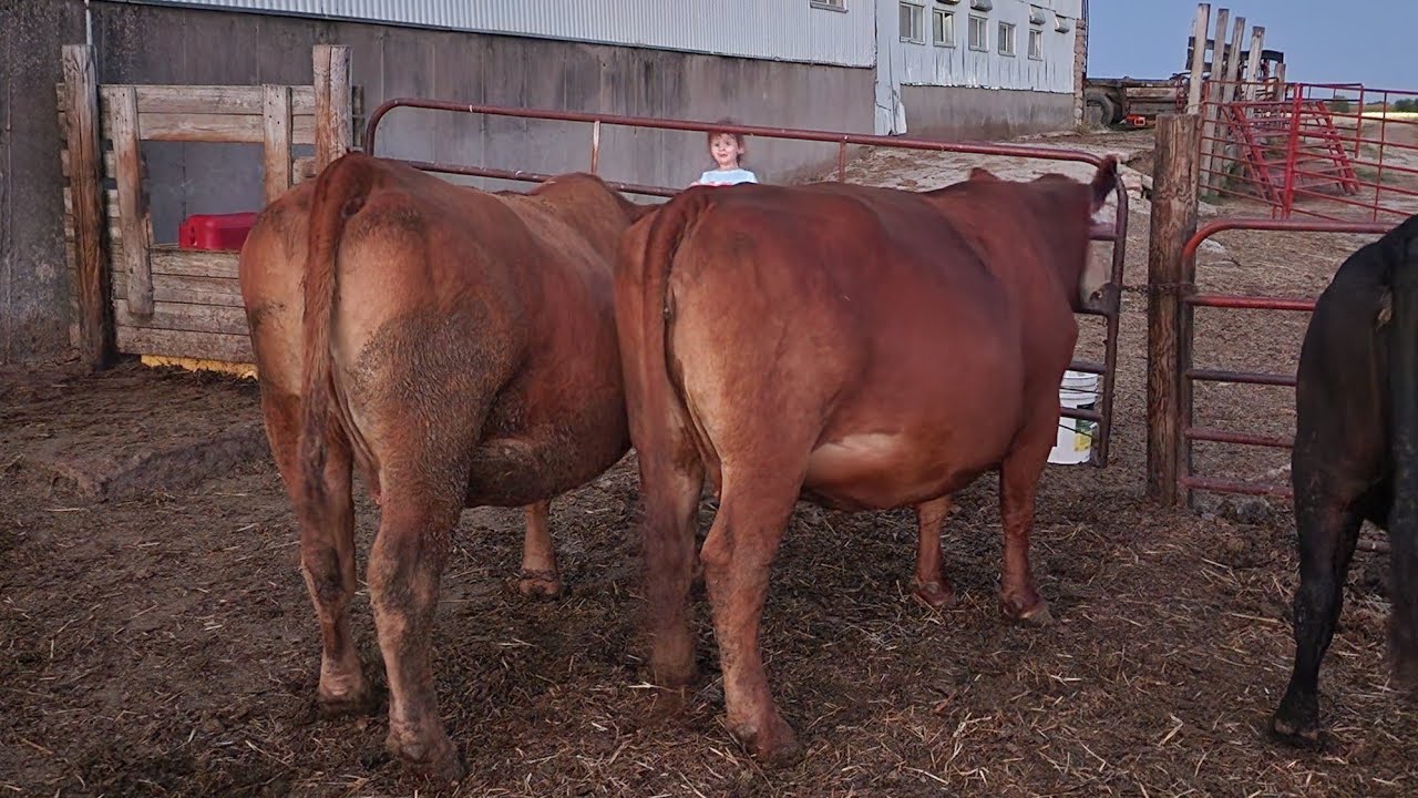More Cows Please - YouTube