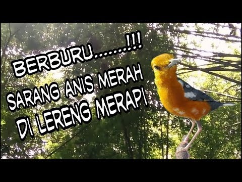 Sarang Anis Merah Merapi Youtube