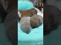 もちもち赤ちゃんうさぎ #shorts