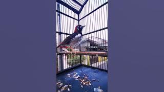 PUNGLOR KEPALA MERAH NGEPLONG BELAJAR BUKA PARUH