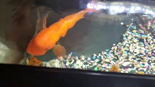 Red Devil Hand Feeding