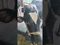 Cow Hf #shortvideo #video #cow #hf #trending #subscribe