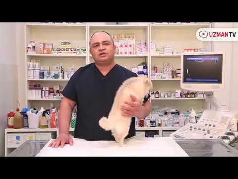 Video: Köpek Ayak Enfeksiyonu Nasıl Tedavi Edilir