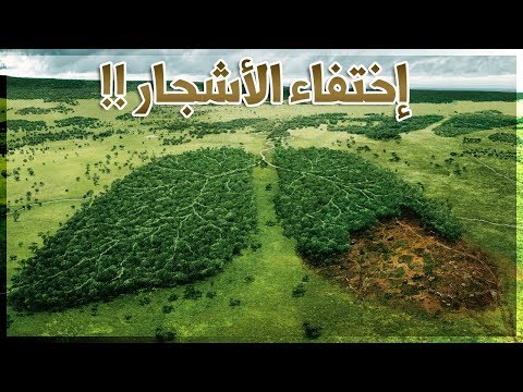 فيديو: لماذا هناك حاجة للأشجار