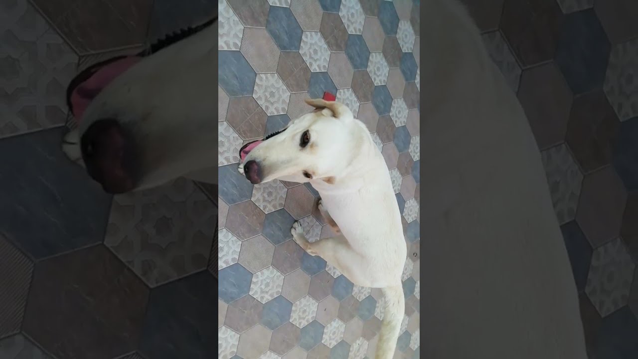 Labrador Dog 42 Days Pregnant YouTube Labrador Dog 42 Days Pregnant YouTube