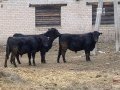 Закупка бычков мясной породы в сельхозпредприятие "Воскресенье-АГРО"