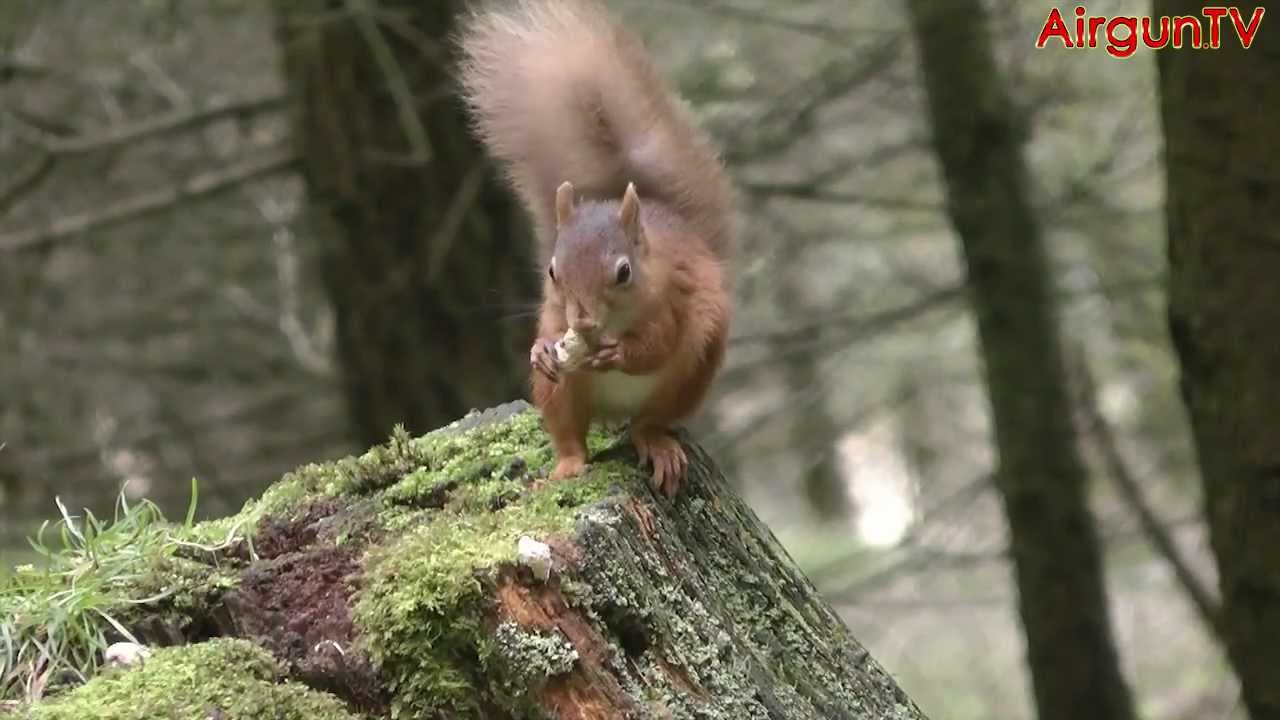 Airgun Gear Show SPECIAL - Red Squirrels - YouTube