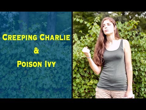 Foraging For Creeping Charlie and  Identifying Poison Ivy