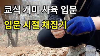 쿄식 개미 사육 3) 입문자가 개미를 어떻게 잡을 수 있나요?