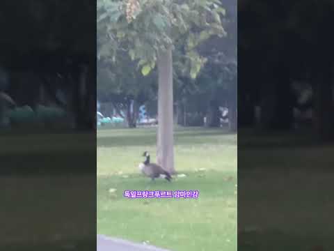 김호중 나를잊지말아요 독일암마인강