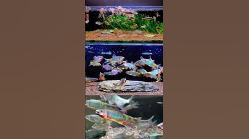 Bắt cá suối mương hoa nhé. Zacco platypus - one of the most beautiful cold-water fish #coldwaterfish