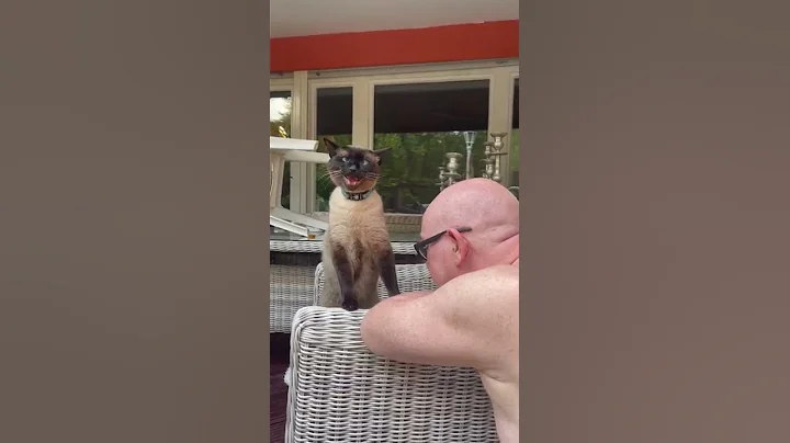 Mein kleiner Schmusekater