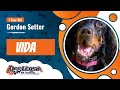 Gordon Setter, 1, Vida | Best Setter Training| Off Leash K9 の動画、YouTube動画。