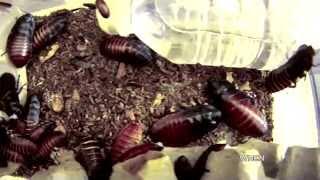 What's Next | Remote-control roaches to the rescue