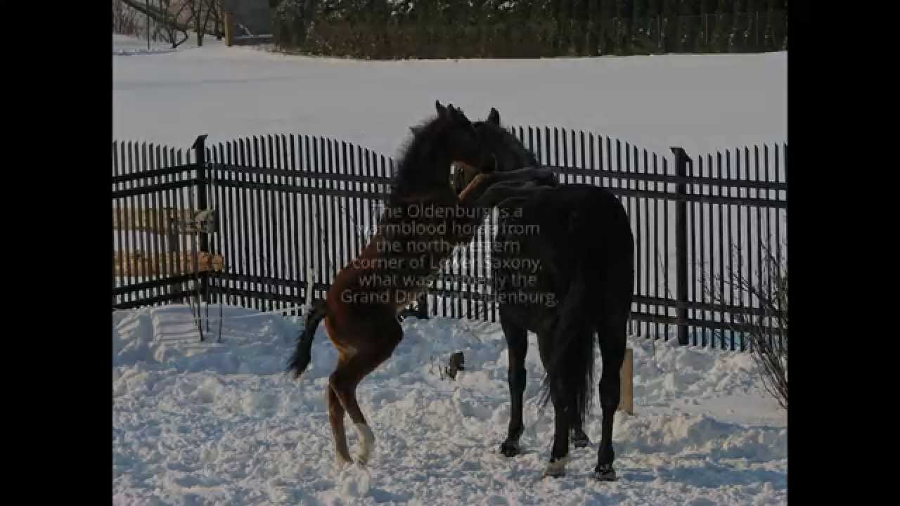 Oldenburg Mare and Foal YouTube
